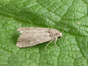 Small Mottled Willow - photo 7