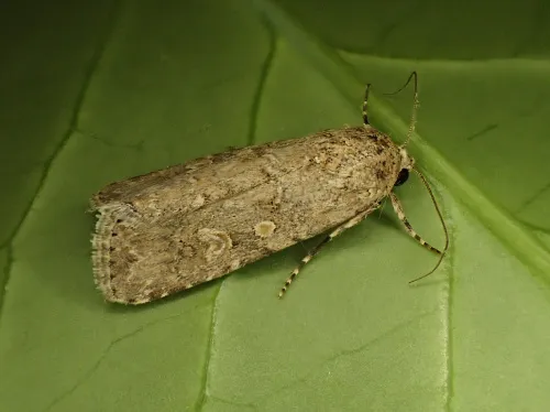 Small Mottled Willow - photo 8