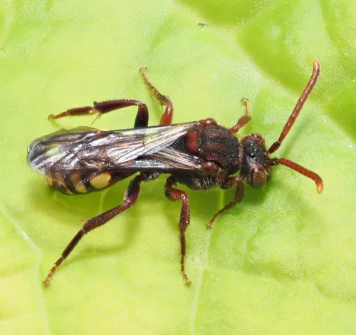 Small Nomad Bee