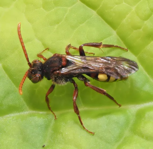 Small Nomad Bee - photo 2