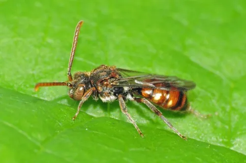 Small Nomad Bee - photo 3