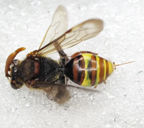 Small Nomad Bee - photo 4