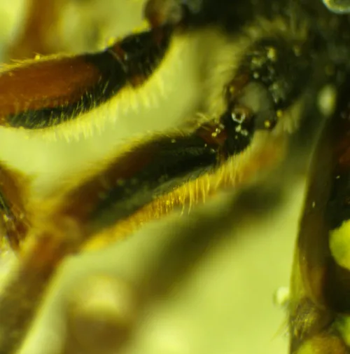 Small Nomad Bee - photo 5