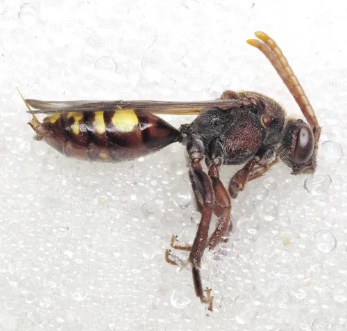 Small Nomad Bee - photo 6
