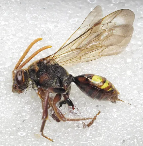 Small Nomad Bee - photo 7