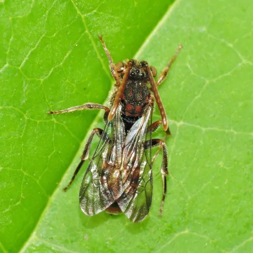Small Nomad Bee - photo 8