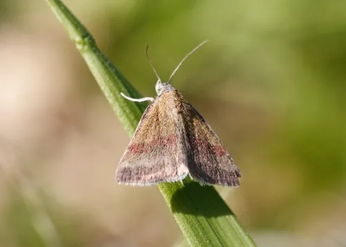 Small Purple-barred