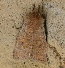 Small Quaker