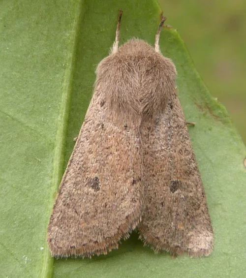 Small Quaker - photo 2