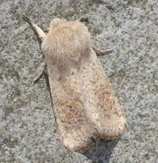 Small Quaker - photo 3