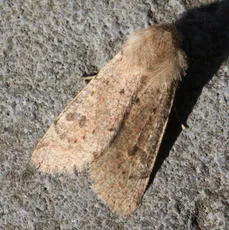 Small Quaker - photo 4