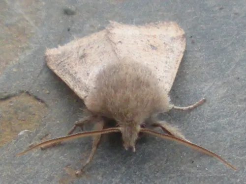 Small Quaker - photo 5