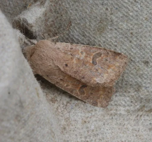 Small Quaker - photo 8