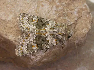 Small Ranunculus - photo 4