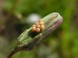 Small Ranunculus - photo 7