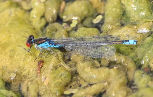 Small Red-eyed Damselfly