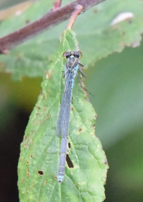 Small Red-eyed Damselfly - photo 2