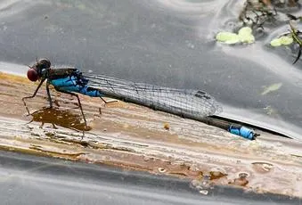 Small Red-eyed Damselfly - photo 3
