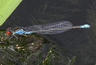 Small Red-eyed Damselfly - photo 4