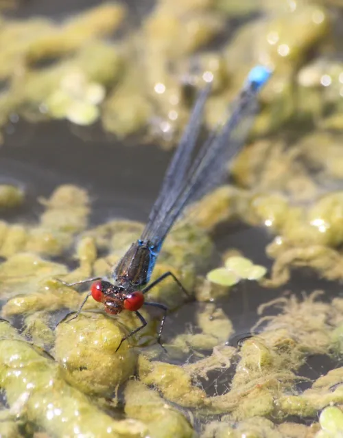 Small Red-eyed Damselfly - photo 5