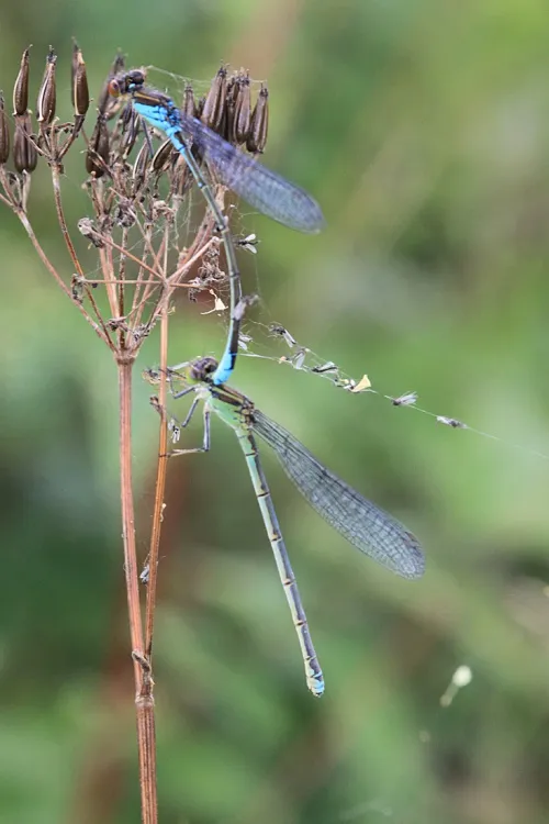 Small Red-eyed Damselfly - photo 6
