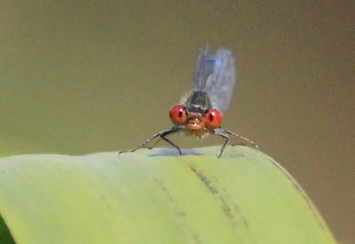 Small Red-eyed Damselfly - photo 7