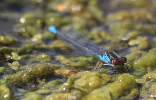 Small Red-eyed Damselfly - photo 8