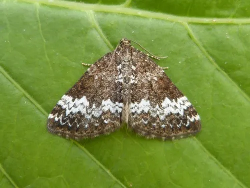 Small Rivulet
