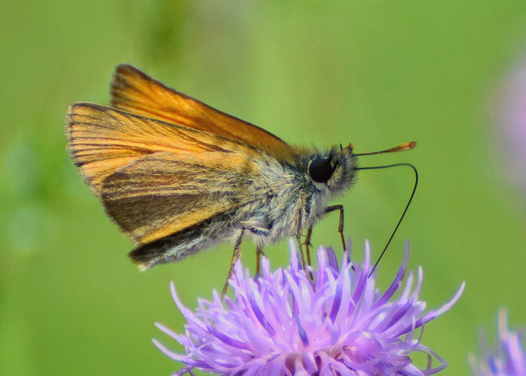 Small Skipper - photo 2