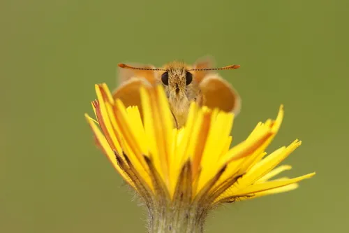 Small Skipper - photo 3