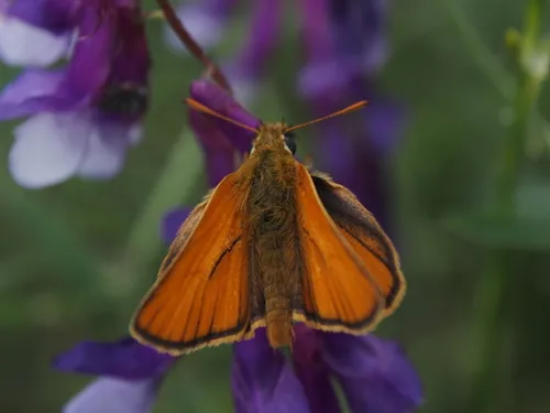 Small Skipper - photo 4
