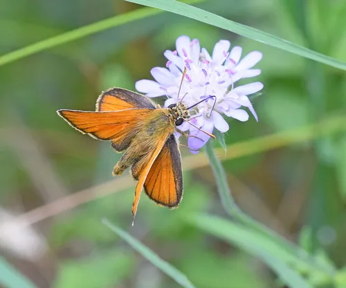 Small Skipper - photo 5