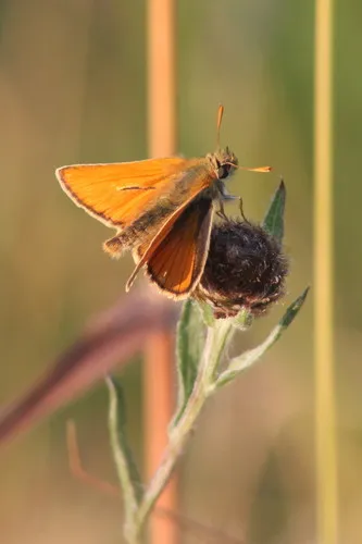 Small Skipper - photo 6