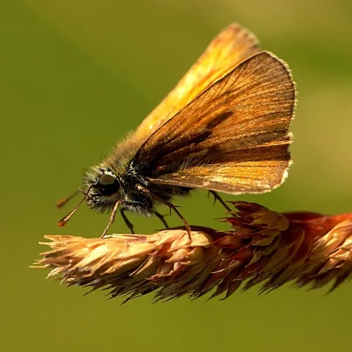 Small Skipper - photo 7