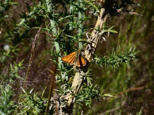 Small Skipper - photo 8