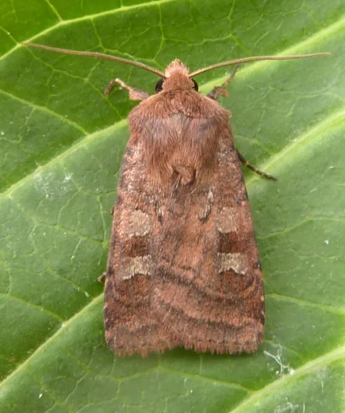 Small Square-spot
