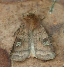 Small Square-spot - photo 2