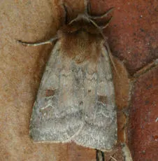 Small Square-spot - photo 3