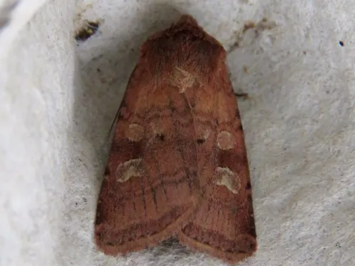 Small Square-spot - photo 4