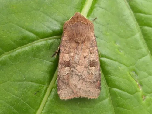 Small Square-spot - photo 5