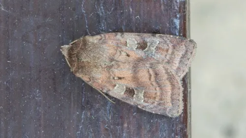 Small Square-spot - photo 7