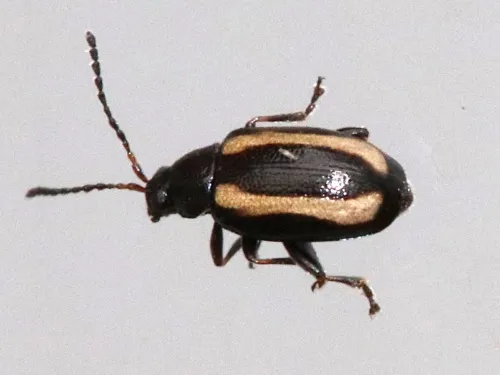 Small Striped Flea Beetle - Phyllotreta undulata