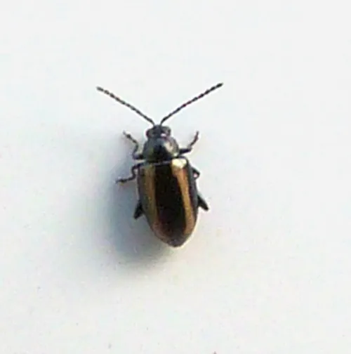 Small Striped Flea Beetle - photo 2