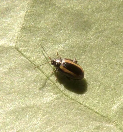 Small Striped Flea Beetle - photo 3