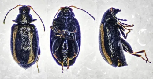 Small Striped Flea Beetle - photo 4