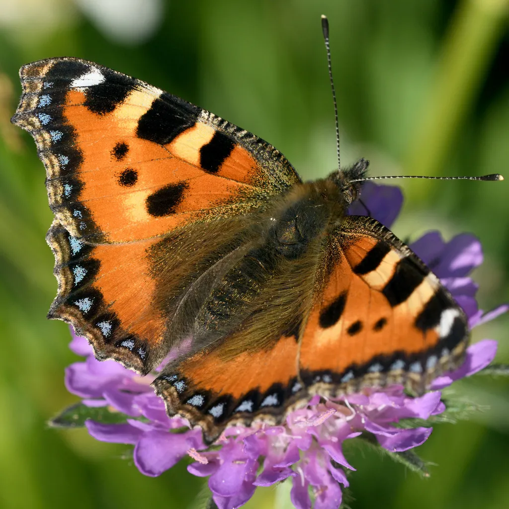 Small Tortoiseshell - photo 2