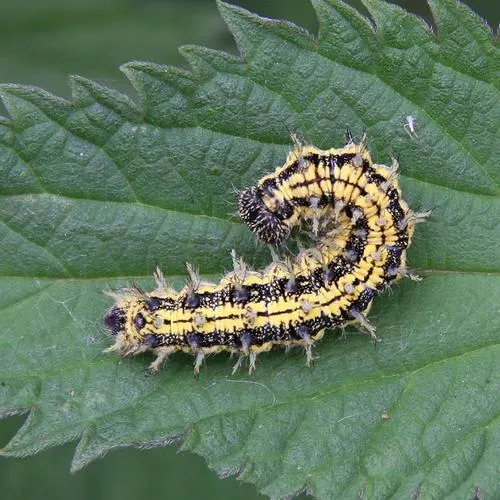 Small Tortoiseshell - photo 3