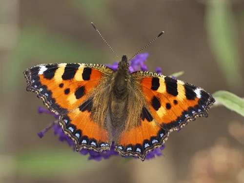 Small Tortoiseshell - photo 4