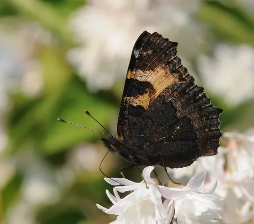 Small Tortoiseshell - photo 5