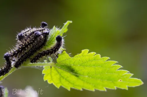 Small Tortoiseshell - photo 6